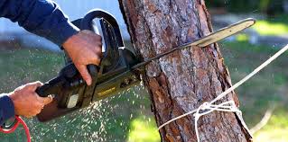 Best Arborist Consultation Services  in Liolnton, NC