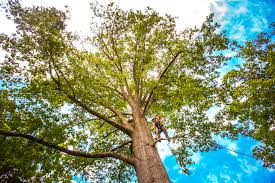 Best Storm Damage Tree Cleanup  in Liolnton, NC