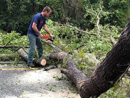 Best Tree Removal  in Liolnton, NC