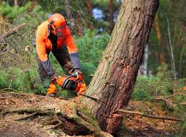 Best Arborist Consultation Services  in Liolnton, NC