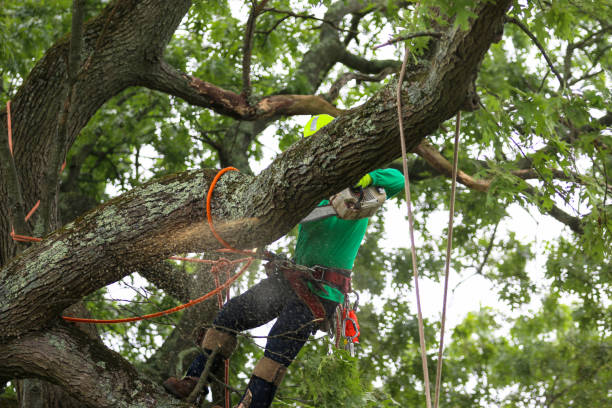 Trusted Lincolnton, NC Tree Care Experts