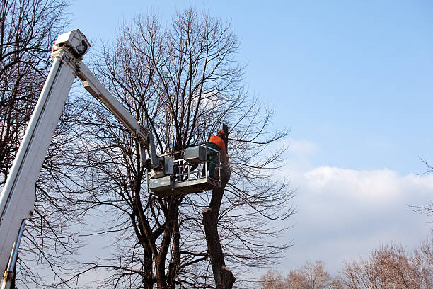 Best Stump Grinding and Removal  in Liolnton, NC